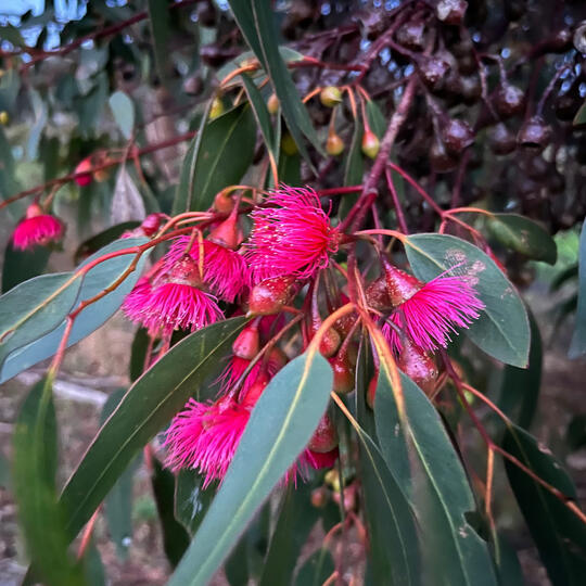 Photo of vibrant pink eucalypt flowers and long leaves
