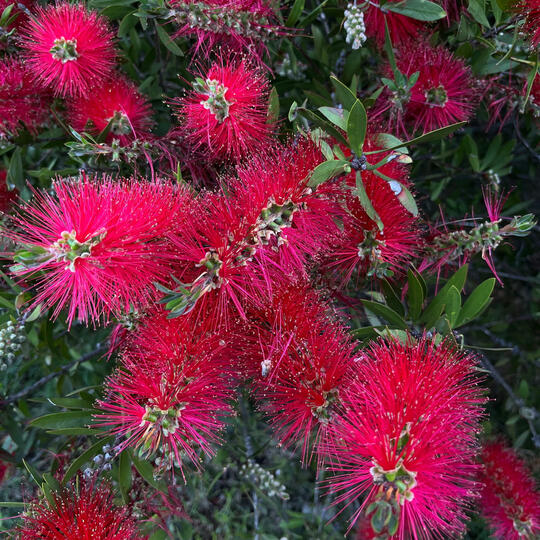 Photo of vibrant red bottlebrush flowers