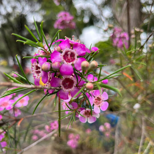 Photograph of vibrant small pink flowers and thin leaves